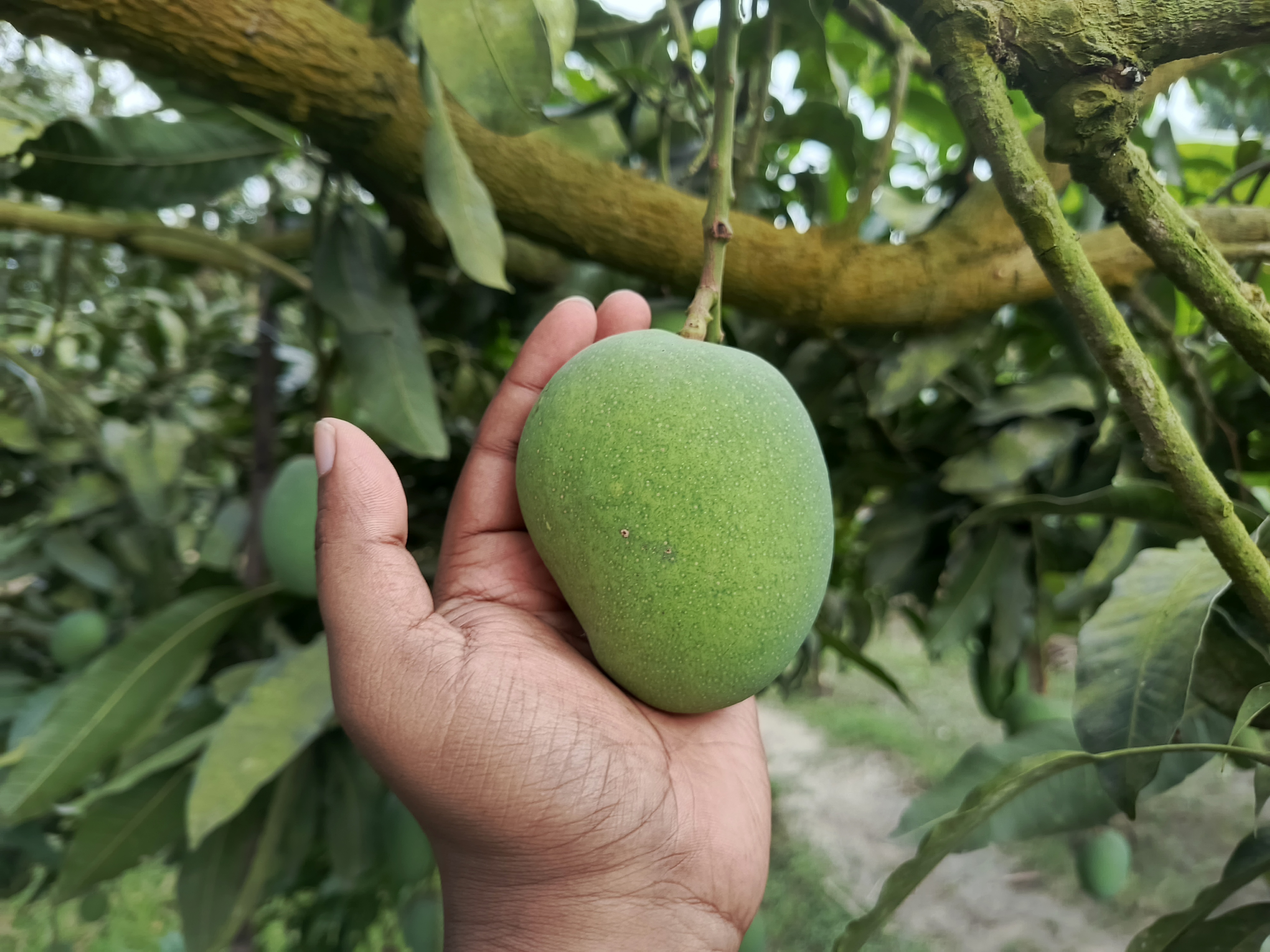 হিমসাগর